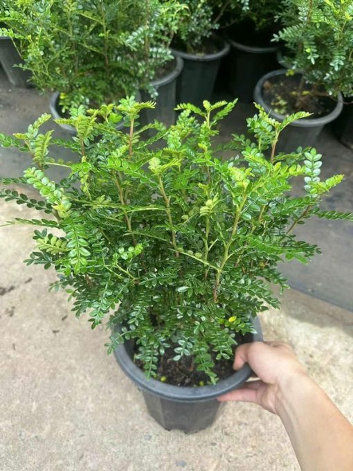 Trồng cây thanh hương không cần tưới nước nhiều