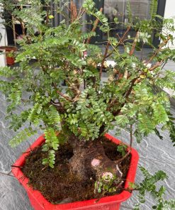 trồng cây thanh hương rừng làm cảnh