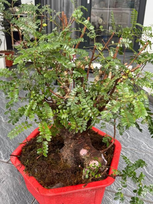 trồng cây thanh hương rừng làm cảnh