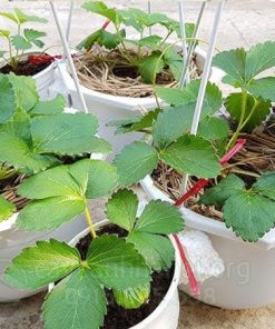 Cách trồng dâu tây chịu nhiệt