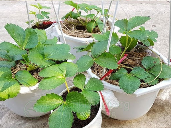 Cách trồng dâu tây chịu nhiệt