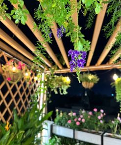 Trồng hoa ban công trang trí không gian đẹp