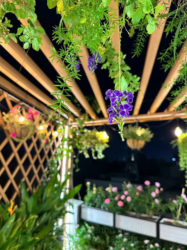 Trồng hoa ban công trang trí không gian đẹp