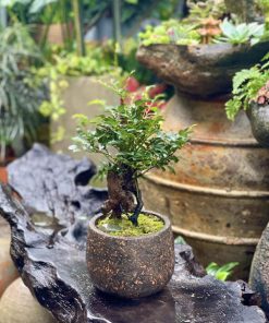 Tùng đen còn có tên gọi là cây cứt chuột