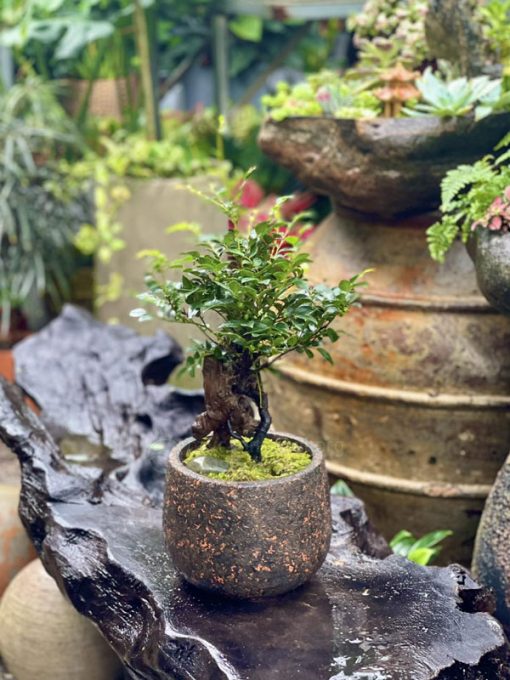 Tùng đen còn có tên gọi là cây cứt chuột