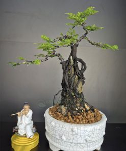 Tùng đen là cây cảnh hợp mệnh Mộc và mệnh Thủy