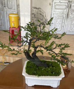 Tùng đen là loại cây bonsai có vẻ đẹp sang trọng