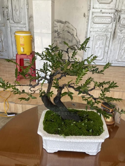 Tùng đen là loại cây bonsai có vẻ đẹp sang trọng