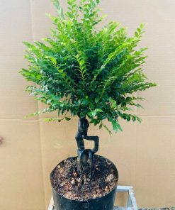 Tùng đen trong nghệ thuật bonsai hay gọi là bonsai tùng đen