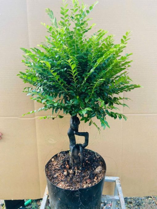 Tùng đen trong nghệ thuật bonsai hay gọi là bonsai tùng đen
