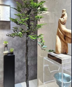 Vị trí đặt cây bonsai tùng đen đẹp