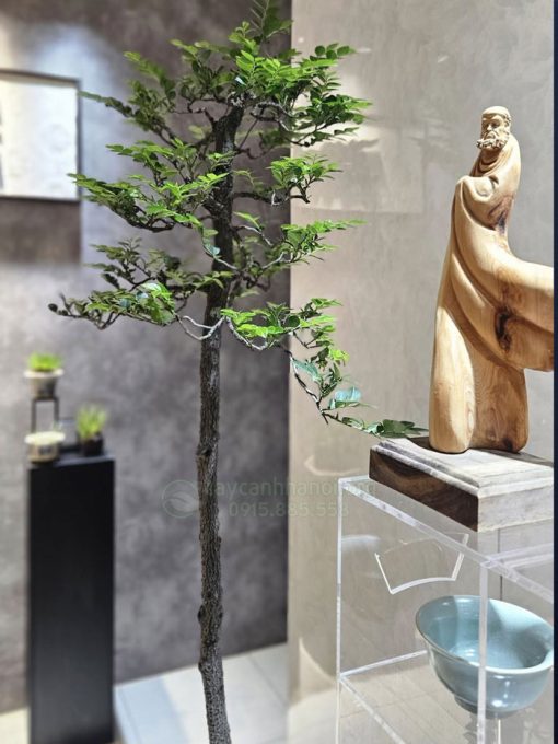 Vị trí đặt cây bonsai tùng đen đẹp