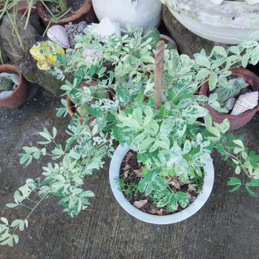Vị trí đặt cây Me Keo cẩm thạch