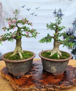 Ý nghĩa cây hồng ngọc mai phong thủy
