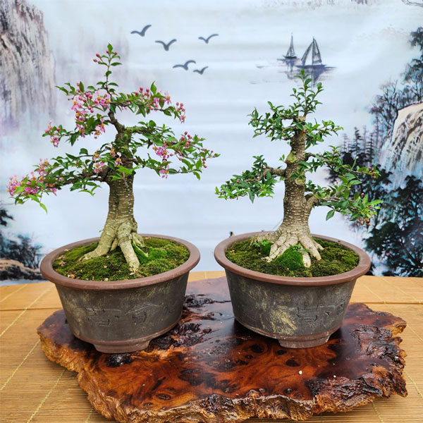 Ý nghĩa cây hồng ngọc mai phong thủy