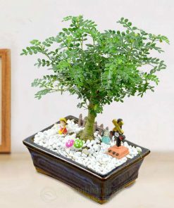 Ý nghĩa cây thanh hương