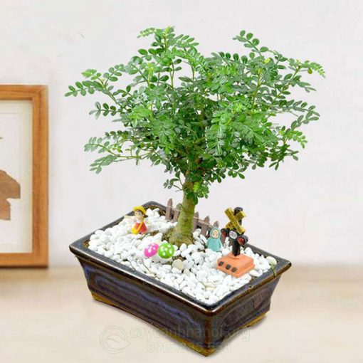 Ý nghĩa cây thanh hương