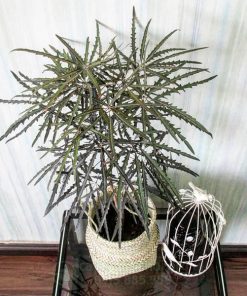 Ý nghĩa phong thủy cây khổng tước