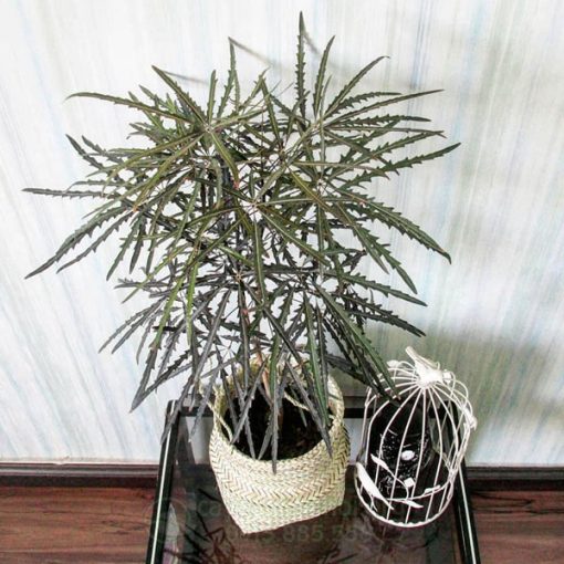 Ý nghĩa phong thủy cây khổng tước