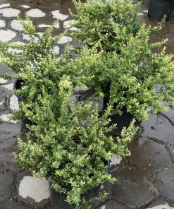Bán cây Silver Lining Pyracantha nhiều kích thước tại Hà Nội