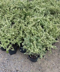 Cách chăm sóc cây táo gai lá cẩm thạch đẹp