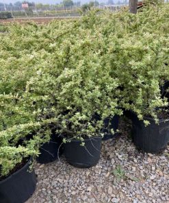 Cách trồng cây táo gai cẩm thạch đúng kỹ thuật