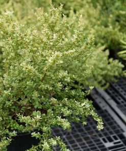 Cây Silver Lining Pyracantha có bộ lá cẩm thạch đẹp