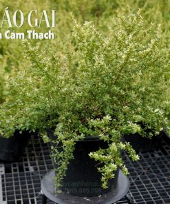 Cây cảnh táo gai lá cẩm thạch