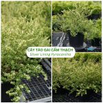 Cây Táo Gai Cẩm Thạch Silver Lining Pyracantha