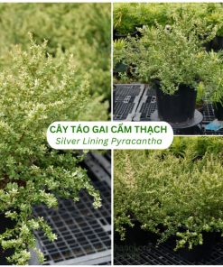 Cây táo gai cẩm thạch