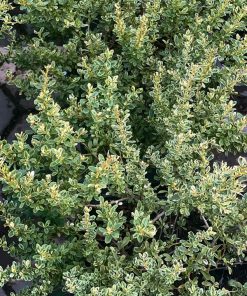 Cây táo gai cẩm thạch sở hữu bộ lá đẹp thích hợp trang trí cảnh quan