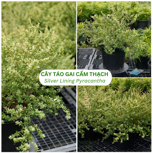 Cây táo gai cẩm thạch