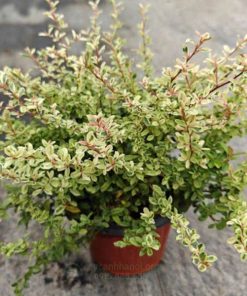 Cây táo gai cẩm thạch trang trí không gian đẹp mang phong thủy tốt