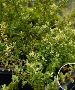 Cây táo gai có gai nhỏ xua đuổi năng lượng xấu