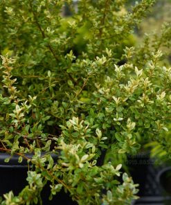 Đặc điểm nổi bật cây táo gai cẩm thạch