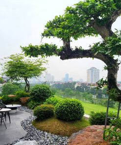 Dịch vụ thiết kế thi công cảnh quan chuyên nghiệp