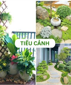 Top 20+ mẫu tiểu cảnh đẹp được ưa chuộng hiện nay