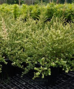 Nơi bán cây táo gai cẩm thạch tại Hà Nội đẹp giá tốt