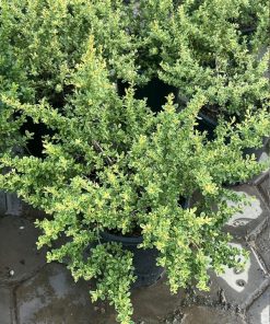 Nơi bán cây cảnh táo gai lá cẩm thạch tại Hà Nội