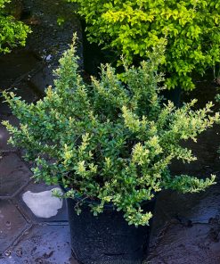 Táo gai cẩm thạch lá cây kiểng lá đẹp