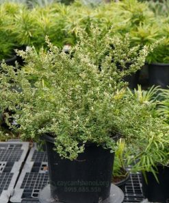 Táo gai cẩm thạch mang đến tài lộc và bình an