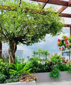 Thiết kế thi công cảnh quan sân vườn