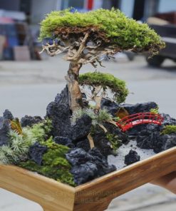 Tiểu cảnh bonsai mini đẹp