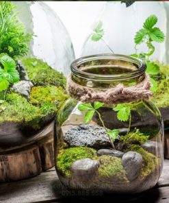 Tiểu cảnh mini trong bình thủy tinh