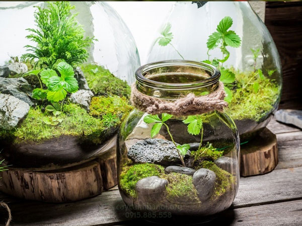 tieu-canh-mini-trong-binh-thuy-tinh Tiểu cảnh mini trong bình thủy tinh