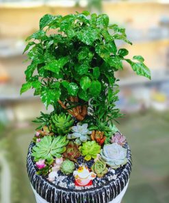 Tiểu cảnh phong thủy để bàn đẹp