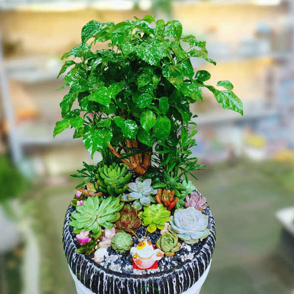 Tiểu cảnh phong thủy để bàn đẹp