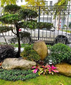 Tiểu cảnh sân vườn nhỏ trước nhà cho nhà phố