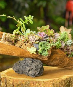 Tiểu cảnh sen đá chậu gỗ