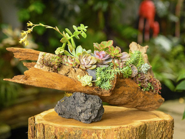 tieu-canh-sen-da-ghep-go-lua Tiểu cảnh sen đá chậu gỗ